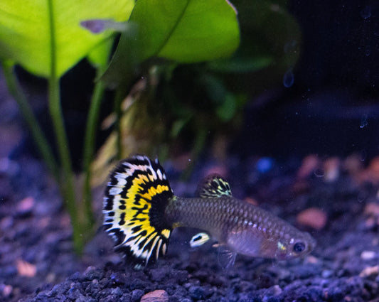 Live Tiger Halfmoon Mosaic Guppy fish for sale – freshwater tropical fish
