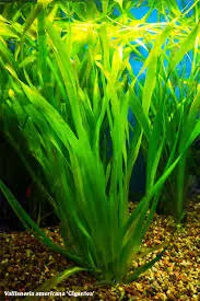 Vallisneria Jungle Tropical Treasures Wyo LLC