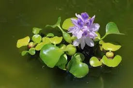 Water Hyacinth Tropical Treasures Wyo LLC