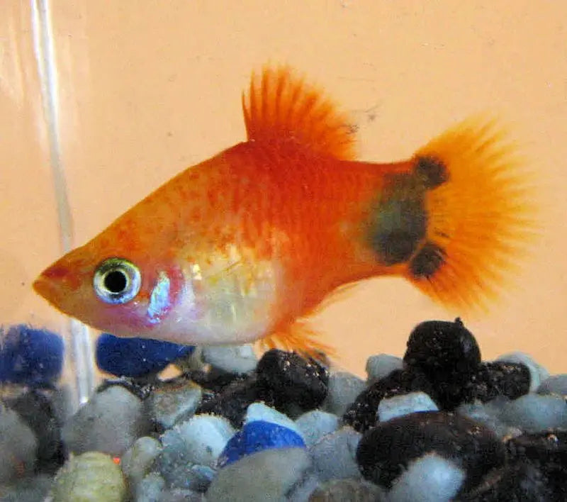 Platy Mickey Mouse Tropical Treasures Wyo