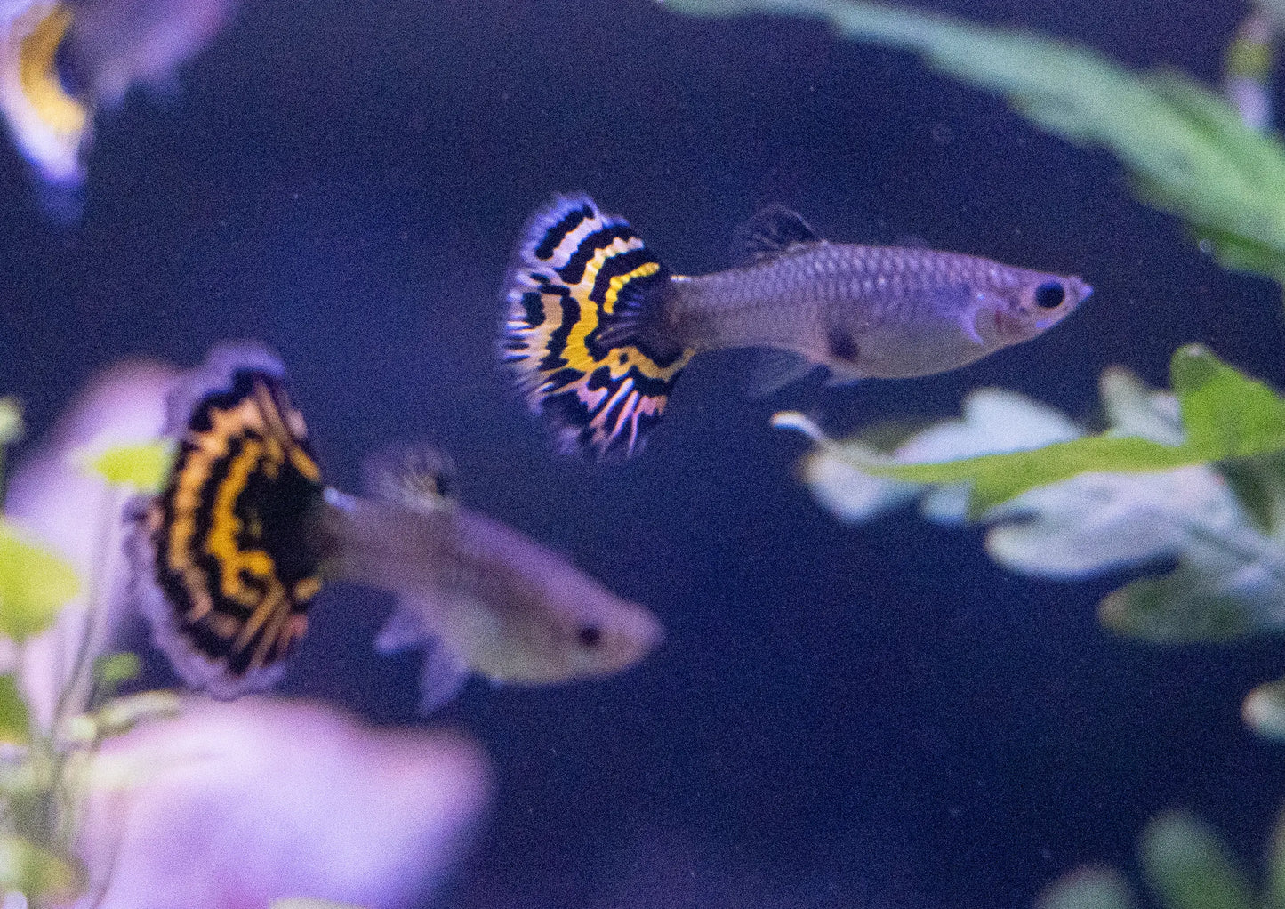 Tiger Halfmoon Mosaic Guppy with bright colors and flowing tail in planted aquarium