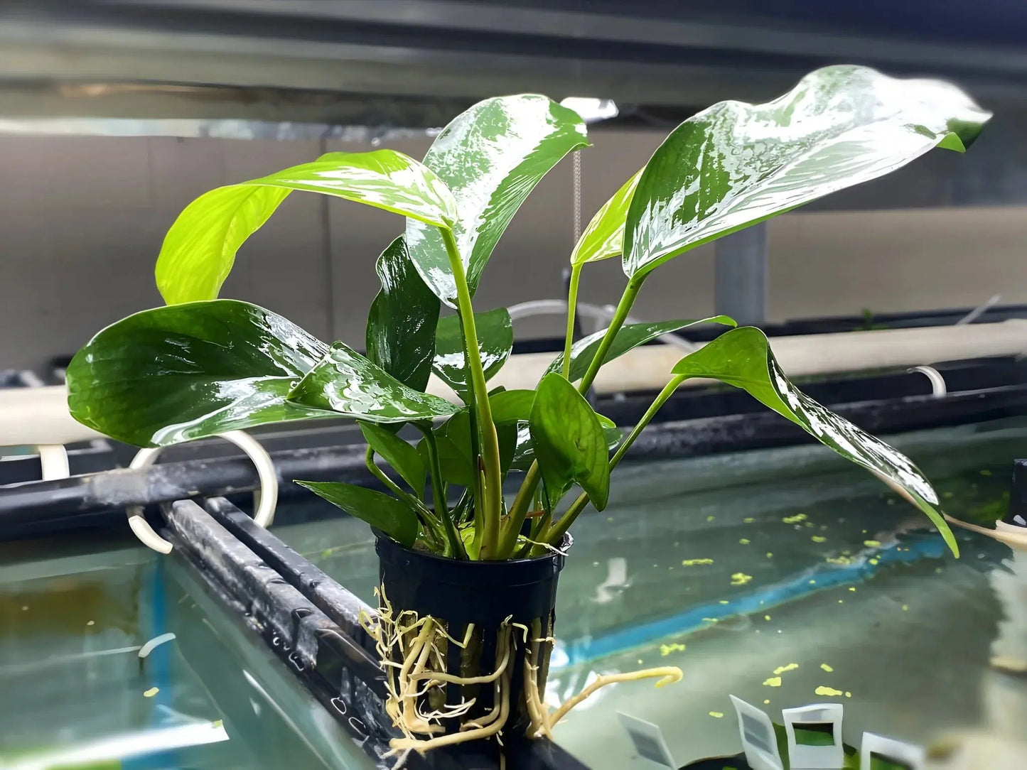 Anubias Nancon – Large freshwater aquarium plant with broad green leaves, attached to driftwood in a planted aquascape