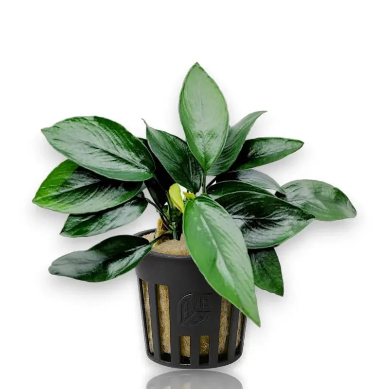 Anubias Nana Peacock aquarium plant with vibrant green leaves