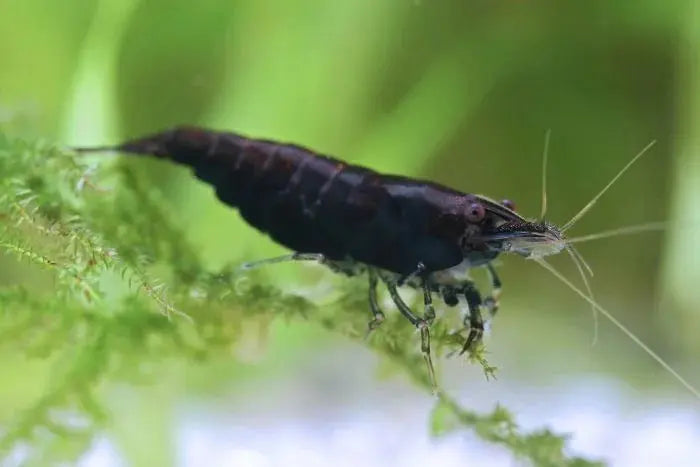 Black Rose Shrimp with deep black coloration on aquarium plants