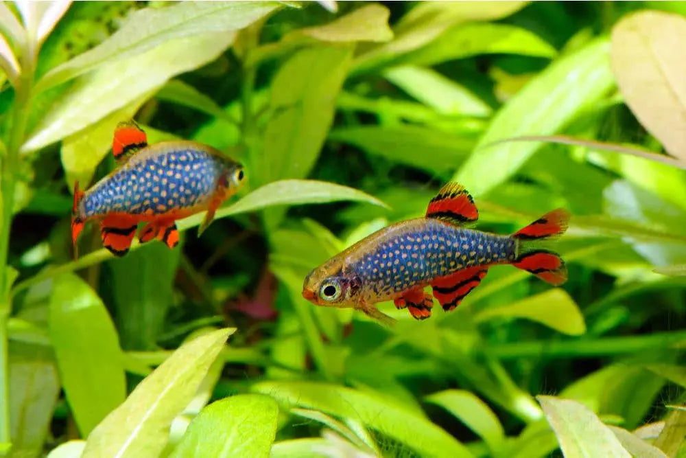 Celestial Pearl Danio (Danio margaritatus) β small freshwater nano fish with pearl-like body spots and orange fins, schooling in a planted aquarium.