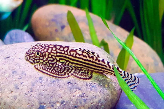 Reticulated Hillstream Loach (Sewellia lineolata) – peaceful algae-eating freshwater fish with a flattened body and intricate reticulated pattern, ideal for planted river-style tanks
