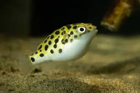 Green Spotted Puffer Interactive Personality Brackish Specialist Intelligent & Curious