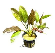 Echinodorus Red Wild Grass Narrow-Leaf Red Sword • Unique Grass-Like Texture • Freshwater Accent Plant