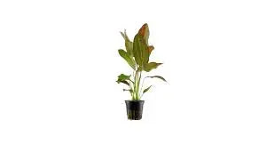Echinodorus ˜Red Mystery Vibrant Red Sword Plant Bold Rosette Growth Freshwater Showpiece