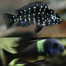 Duboisi Cichlid (Tropheus duboisi) Stunning African Cichlid with Spotted Juvenile Pattern