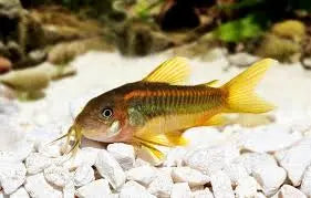 Gold Laser Corydoras (Corydoras sp. CW010) β peaceful schooling catfish with gold stripe for freshwater aquariums