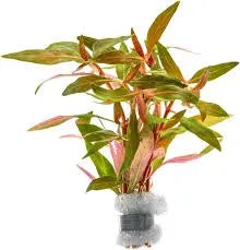 Alternanthera reineckii ˜Lilacina Deep Red to Purple Stem Plant High-Impact Midground Accent Aquascaping Favorite