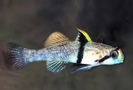 Rhino Horn Goby — Unique Freshwater Bottom-Dwelling Goby