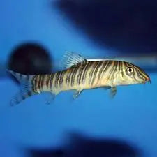 Zebra Loach (Botia striata) — Striped Freshwater Loach & Snail Control
