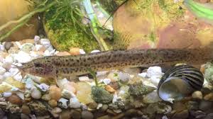 Dojo Loach (Misgurnus anguillicaudatus) – Live Freshwater Fish