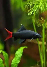 Epalzeorhynchos bicolor (Red Tail Shark) Live Freshwater Fish