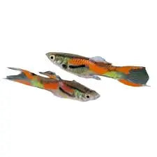 Leopard Endler (Poecilia wingei) – Spotted Colorful Livebearer