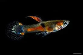 Black Chest Endler (Poecilia wingei) – Striking Two-Tone Livebearer