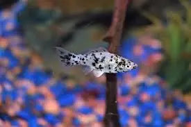 “Marble Dalmatian Molly (Poecilia sphenops) – black-and-white marbled livebearer fish swimming in a freshwater aquarium.