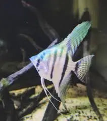 Belem Sky Blue Angelfish – Stunning Pastel Blue Freshwater CichlidÂ