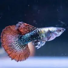 Red Dragon guppy bright red livebearer