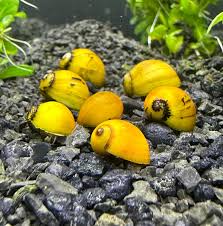 Nerite Yellow Helmet Snail (Neritina pulligera) – Bright, Reliable Algae Cleaner