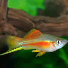 Pineapple Swordtail (Xiphophorus hellerii) – Bright, Peaceful, and Hardy Livebearer