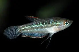 Sparkling Gourami (Trichopsis pumila) – Peaceful Nano FishÂ