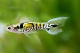 Yellow Jacket Tiger Endler (Male) – Vibrant Livebearer with Bold Stripes