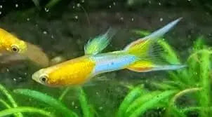 Golden Blue Japan Endler (Male) – Metallic Livebearer with Golden & Blue Iridescence