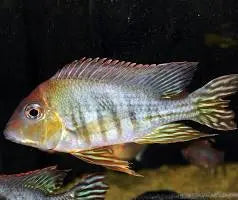 Eartheater Red Head Tapajos cichlid (Geophagus sp.) freshwater aquarium fish