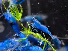 Blue Turquoise Neocaridina Shrimp – Freshwater Dwarf ShrimpÂ