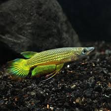Golden Wonder Killifish (Aplocheilus lineatus) Hardy & Colorful Surface Dweller