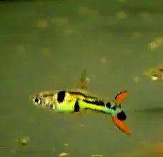 Guppy wingei “Green Hornet” – Endler’s Livebearer (Medium)