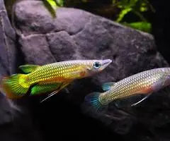 New Golden Wonder Killifish - Surface-Dwelling Predator Brilliant Gold Color Hardy & Active