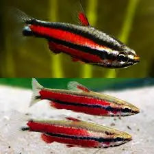 Nannostomus rubrocaudatus – Purple Pencilfish