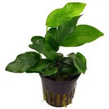 Anubias barteri var. nana ˜Type E Compact Nana Variety Hardy Rhizome Plant Low-Light Aquascape Essential
