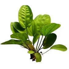 Echinodorus ˜Small Bear Compact Red-Green Sword Colorful Centerpiece Freshwater Planted Tank Favorite