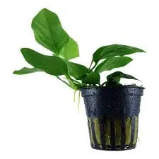 Anubias barteri var. nana ˜Short Compact Anubias Low-Growing Rhizome Plant Perfect for Foreground Placement