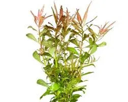 Ludwigia arcuata Fine-Leaf Red Stem Plant High-Impact Background Accent Aquascaping Favorite