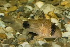 Panda Cory (Corydoras panda) β small freshwater catfish with black eye patches and tail spots, resting on soft sand in a planted tank.