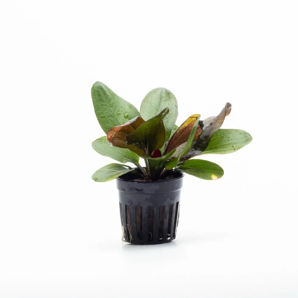 Echinodorus Hadi Red Pearl red sword aquarium plant with burgundy leaves for freshwater planted tanks