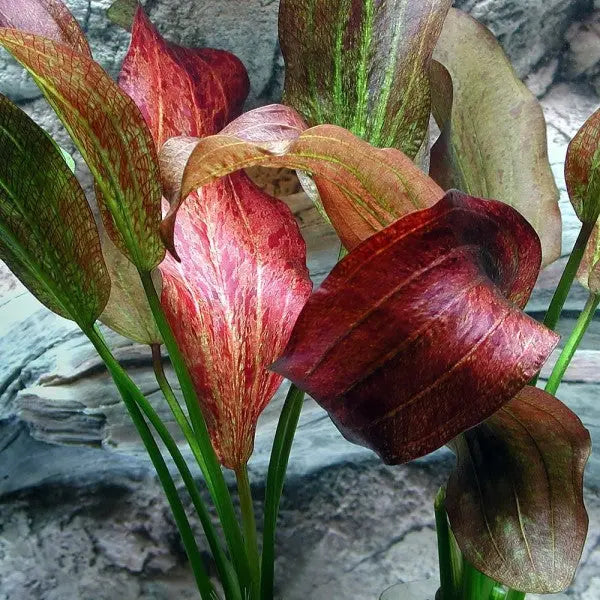 Echinodorus Paul Kloecker aquarium plant with deep burgundy red leaves