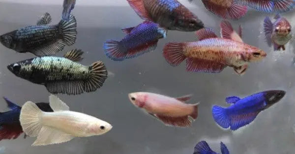 Female Betta Fish – Colorful Freshwater Aquarium Fish Tropical Treasures Wyo LLC