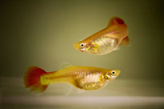 Flame Guppy pair – male and female guppies with vibrant orange-red coloration swimming in a freshwater aquarium.