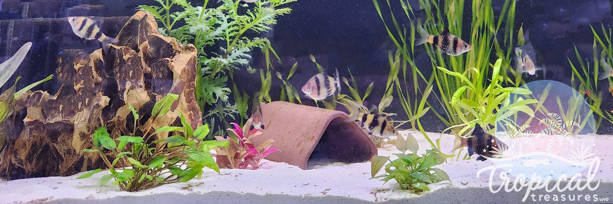 Black ruby barb