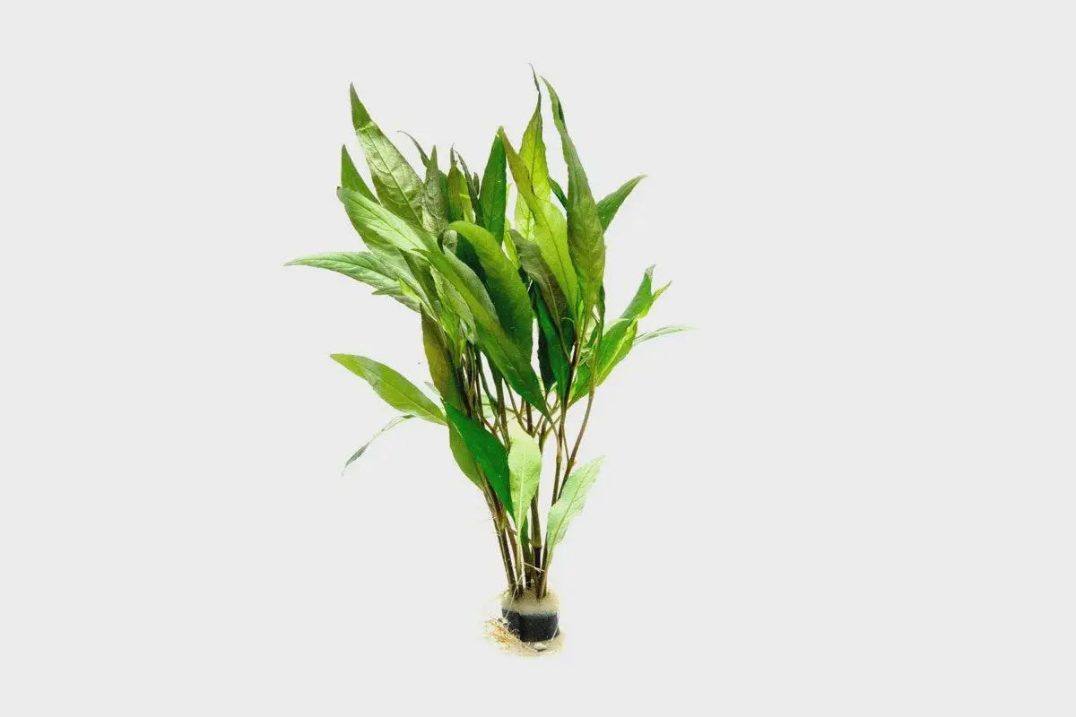 Hygrophila angustifolia rubra live aquarium plant
