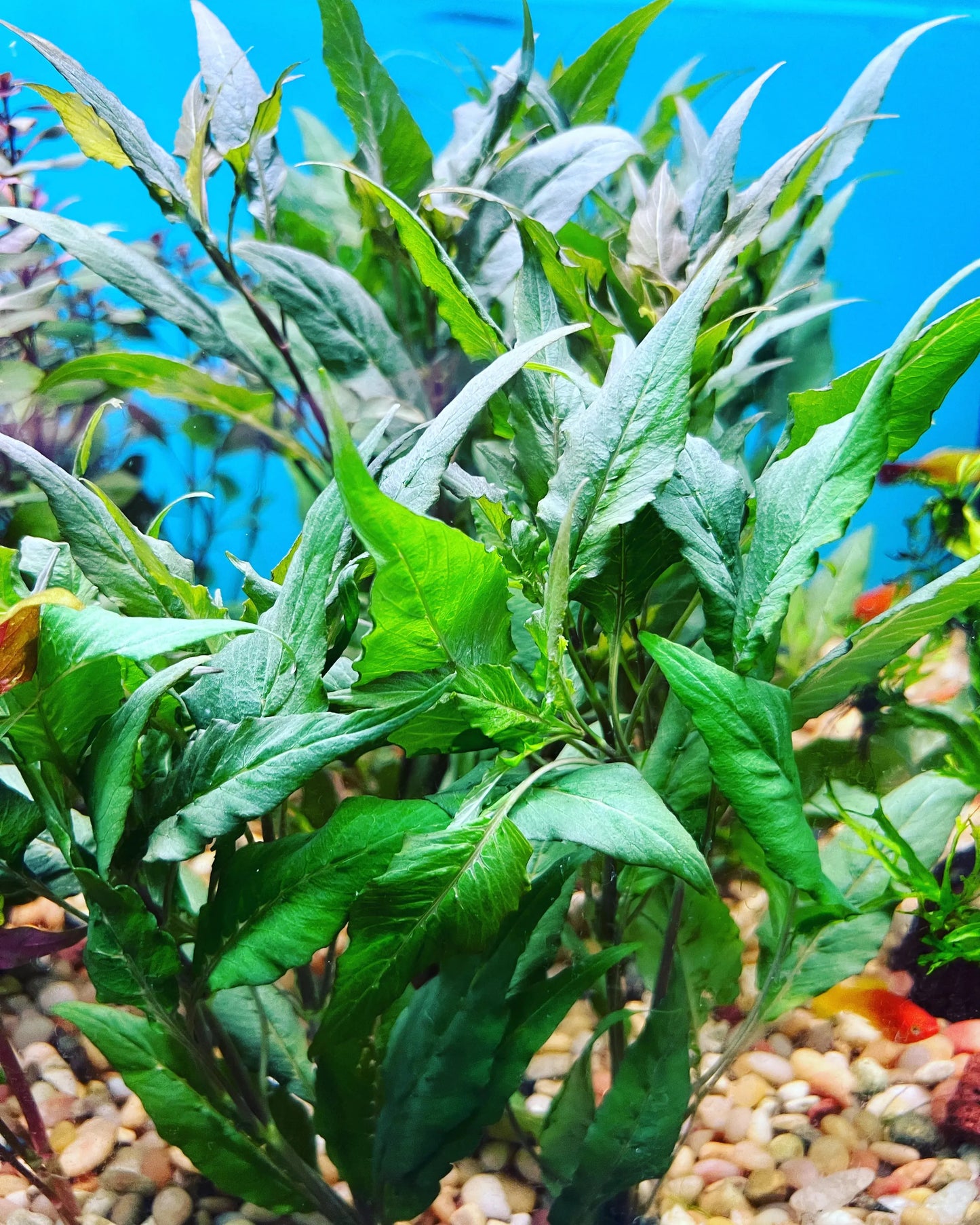 Hygrophila Blue aquarium plant with bluish-green leaves in freshwater tank
