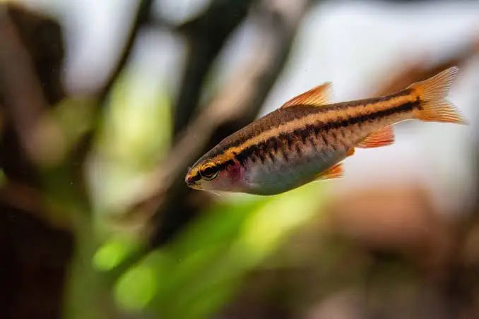 Cherry Barb (Puntius titteya) – peaceful freshwater aquarium fish with bright red coloration, popular schooling species for community and planted tanks