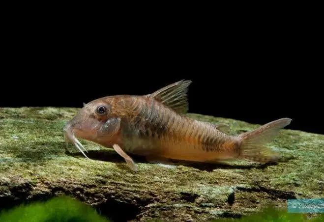 Corydoras elisae foraging on fine sand substrate in a planted freshwater aquarium with peaceful community fish
